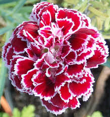 carnation